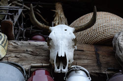 Skull