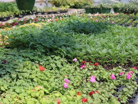 West High Greenhouse Sells Plants