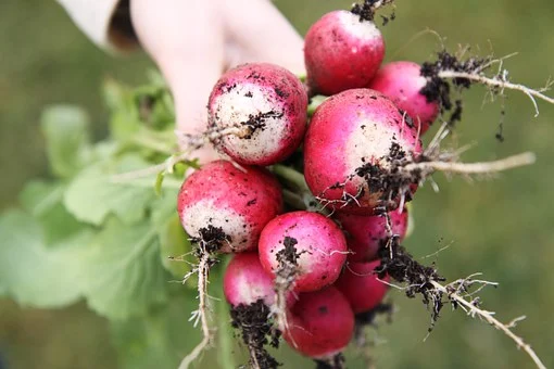 Are Radishes Good For You? Freshly Picked Radishes With Dirt