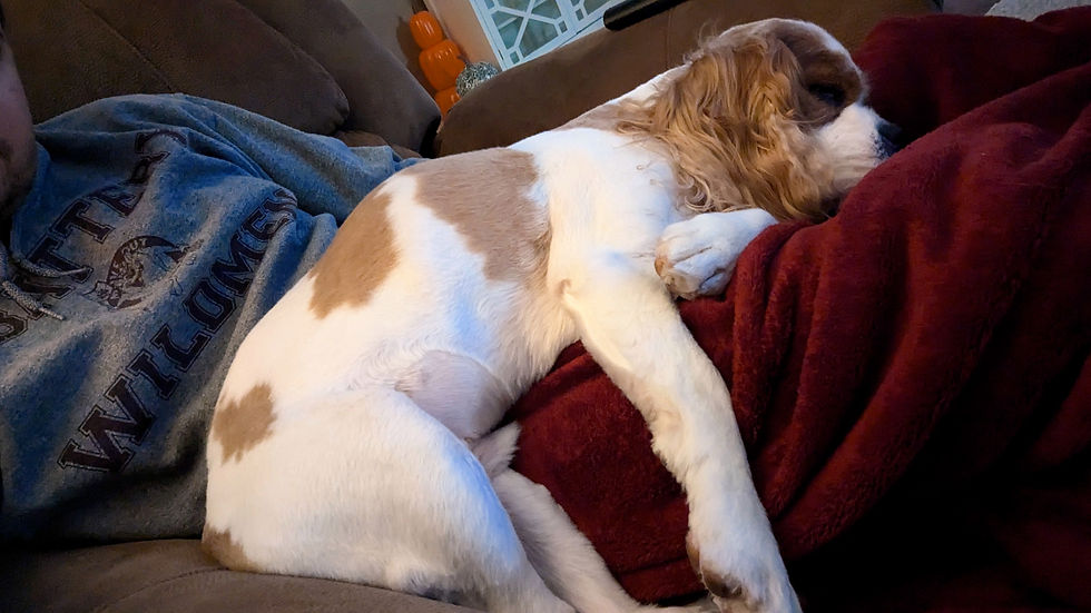 Brown and white dog sleeping on a person's lap with a red blanket and wearing a gray shirt with text. Cozy living room with a warm, relaxed vibe.