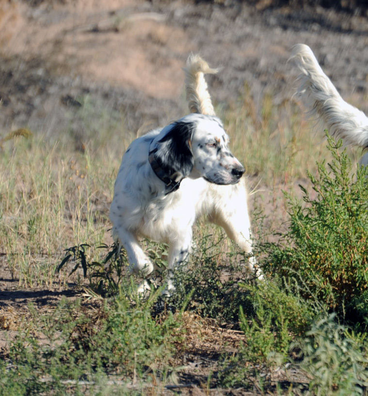 HOME Llewellinsetterpoint