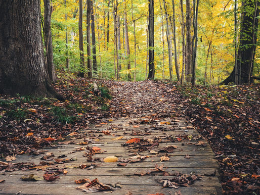 Hiking the Trails: A Guide to Yellowwood State Forest