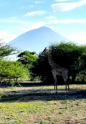 Zebra posing infront of Ol Doinyo Lengai