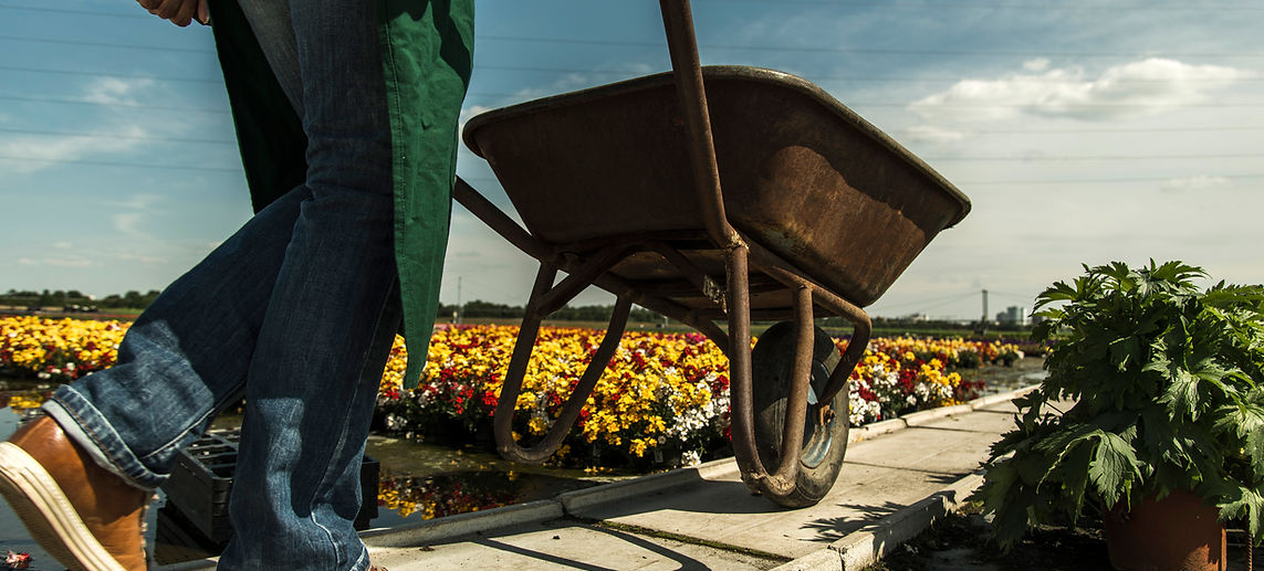 GaLaBau er bei der Beetpflege. Die Person trägt eine blaue Jeans und braune Schuhe schiebt eine braune Schubkarre auf einem Weg neben einem Blumenbeet mit gelben und roten Blumen.