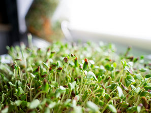 Microgreens selber ziehen