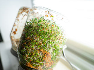 Sprossen selber ziehen