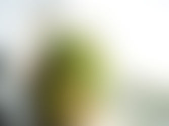 Sprossen selber ziehen