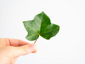 Waschen mit Efeu | Das grüne kostenlose Waschmittel aus dem Garten!