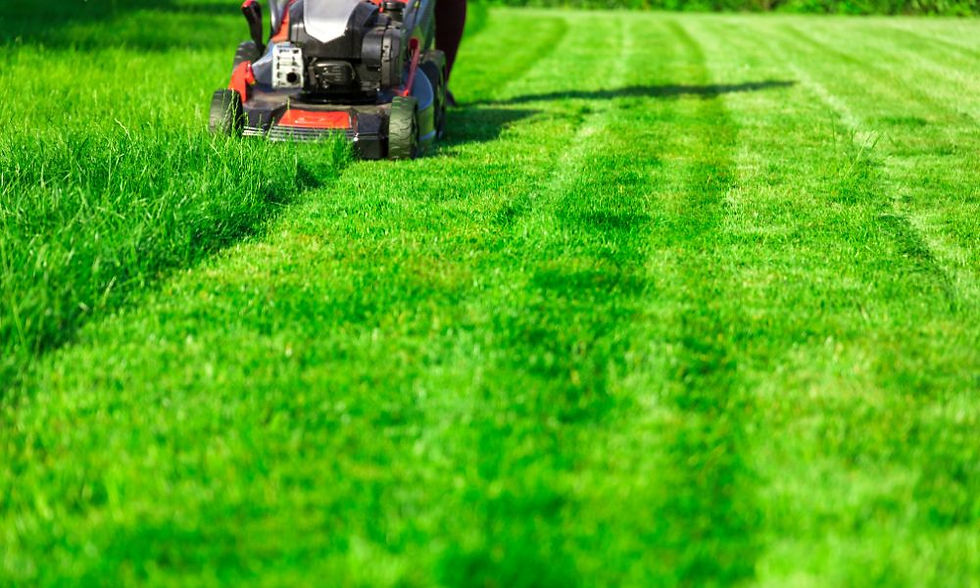 Should You Cut Your Grass Low or High in the Summer?
