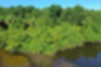 Figure 1. A section of the St. Sebastian River adjacent to the Cypress Bend Conservation Area, Sebastian, Florida, proposed for habitat restoration.