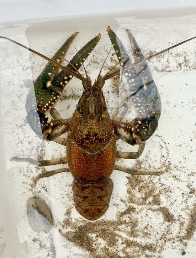 Figure 3: A native crayfish species collected from Willow Creek.