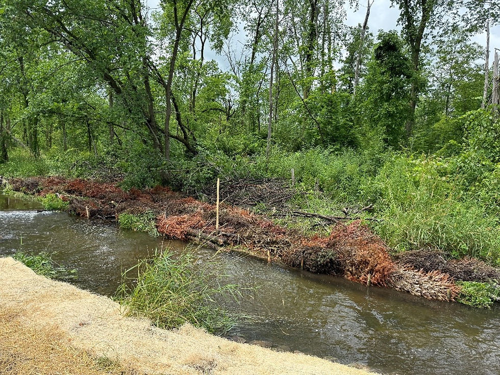 Figure 2. Same section of the Onion River headwaters after placement of Christmas trees (far side of channel). The near side of the channel was also seeded (and matted) with prairie grass for stabilization of sediments.