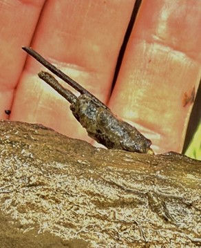 Figure 2. A caddis fly larvae in a stick/leaf case holding onto a previously submerged branch