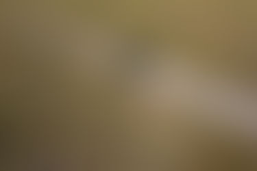 The Effects of Mechanical Removal of Saw Palmetto on Ground-Nesting Birds