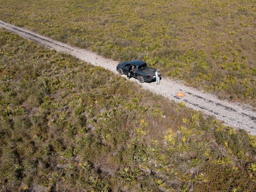 The Effects of Mechanical Removal of Saw Palmetto on Ground-Nesting Birds
