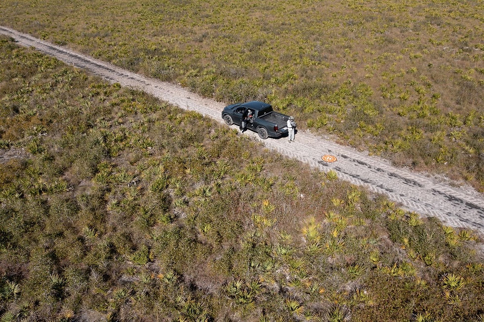 The Effects of Mechanical Removal of Saw Palmetto on Ground-Nesting Birds
