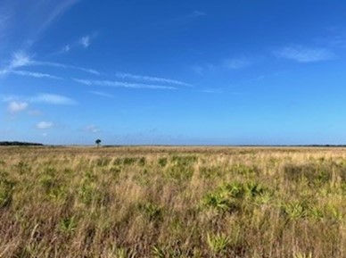 Figure 2. A ground view of a section of the study site in Three Lakes Wildlife Management Area; Kenansville, Florida.