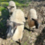Feed the Sheep - July 26 through Aug 29