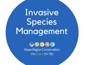 Invasive Species Management in Hillman Marsh Shorebird Cell
