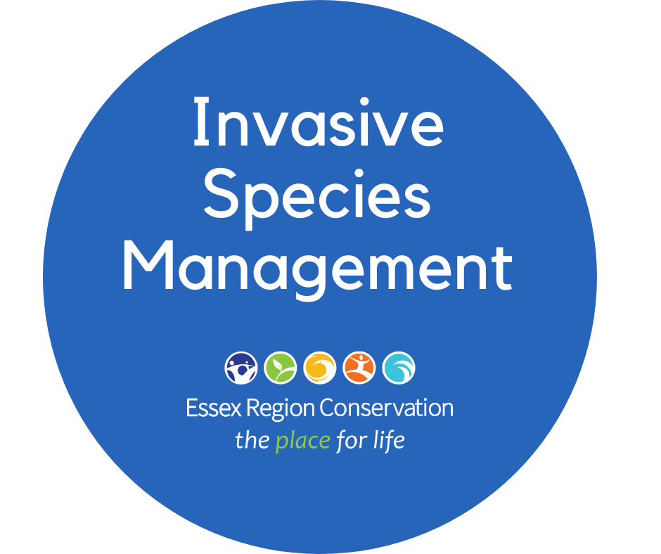 Invasive Species Management in Hillman Marsh Shorebird Cell