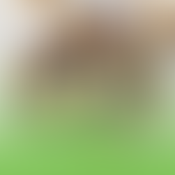 두바이 초콜릿의 2막