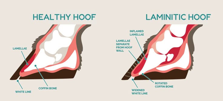 Diagram showing the effect of laminitis in horses