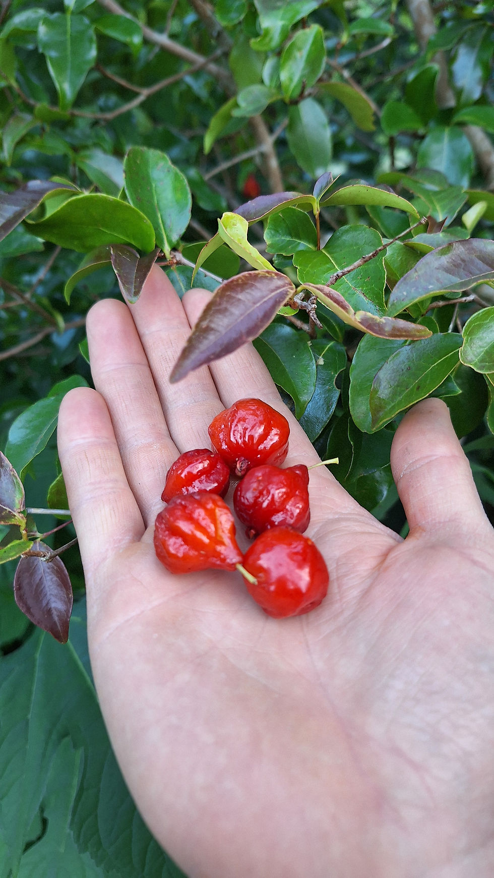 Surinam cherry fruit