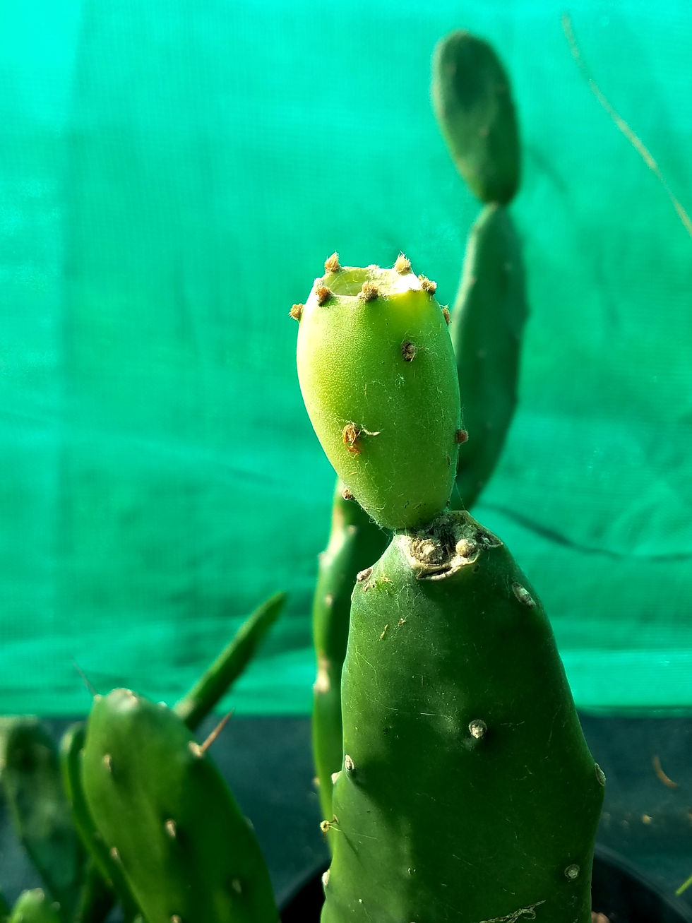 Thornless Prickly Pear Twin Falls Nursery