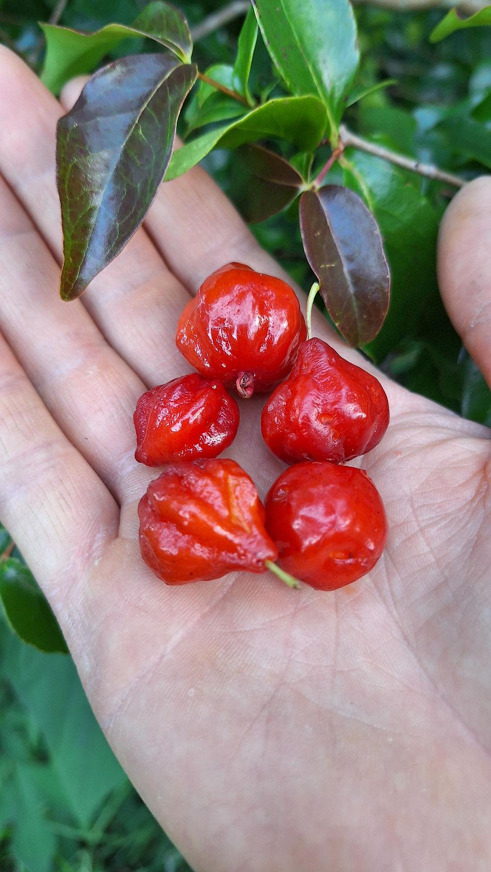 Surinam cherry fruit