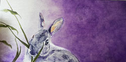 Spirit Rabbit