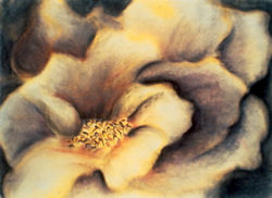 Yellow Study