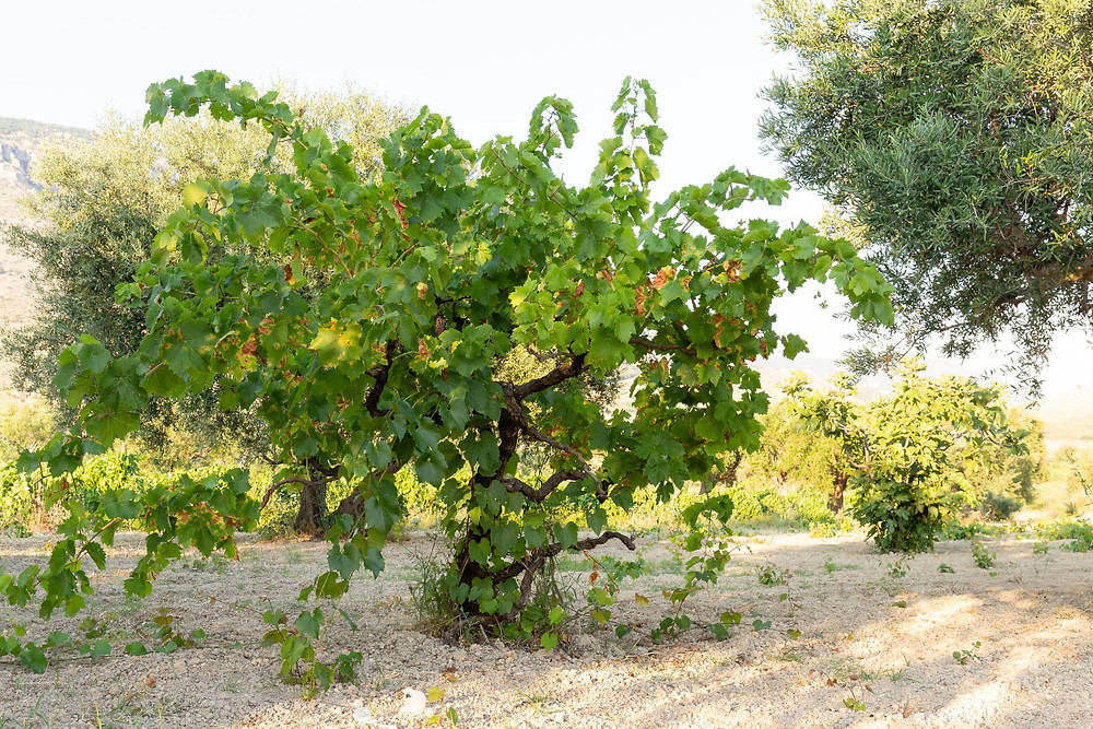 Pianta di vite pre fillossera in Calabria, 120 anni di età