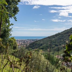 Vino di Moneta