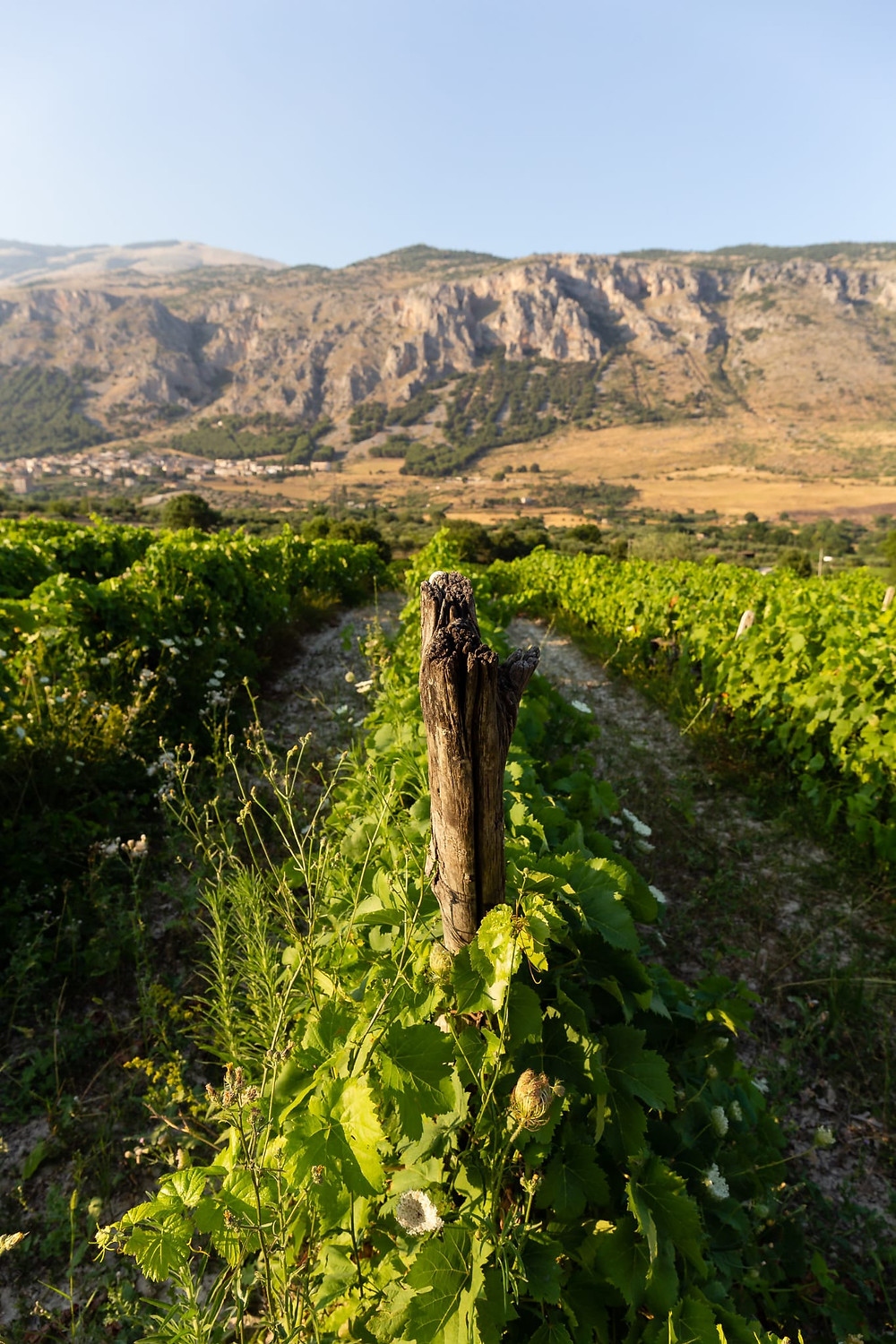 Vigna di vitigni autoctoni calabresi, l'Acino Vini, Parco Nazionale del Pollino