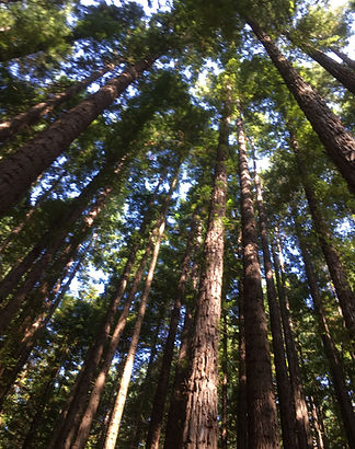 Tall trees_edited.jpg
