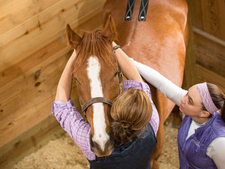 ‘Dr. Lark’ — at home in saddle and with holistic treatments of her patients