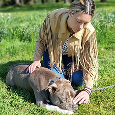 kinesiologie animale, chien, chat, cheval, rééqilibrer,