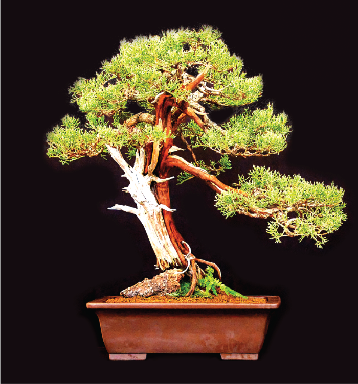 Kusamura Bonsai Club 66th Annual Show | Golden State Bonsai