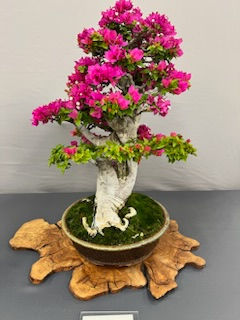 San Diego Bonsai Club 60th annual Fall Bonsai Show and Sale 