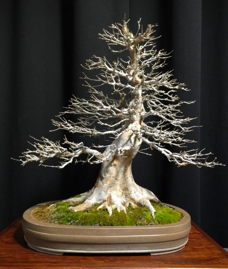 60th Winter Silhouettes Show - Baikoen Bonsai Kenkyukai