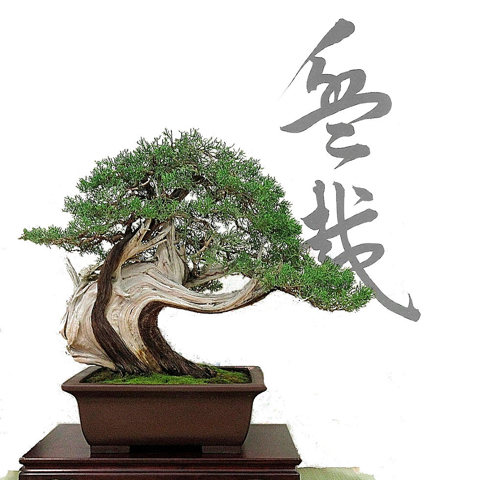 San Jose Betsuin Bonsai Club 51st Annual Bonsai Exhibition