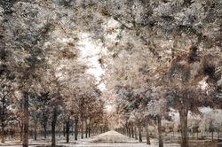 Shaded path | Napa California 270