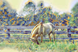 Middleburg Horses 5168 art