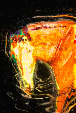 Middleburg Horses  5205 Orange