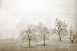 Haze in Champagne 0146