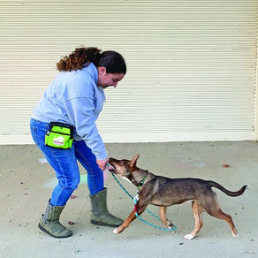 Daily Practice Makes for Perfect Dog Recall Training Part 1