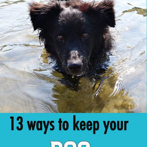 How to Keep Dogs Cool on Hot Summer Days