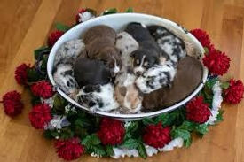 Puppy evaluation Change up.