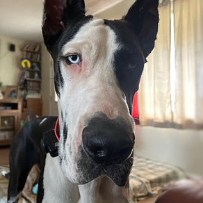 Don't Trust Your New Dog / The Rule Of 3