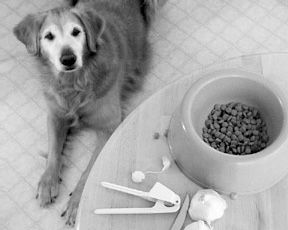 The Many Benefits of Garlic for Your Dog